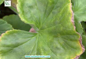 Symptoms of sulfur deficiency