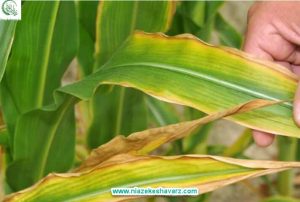 Sulfur deficiency in corn