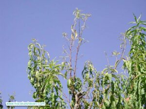 علائم کمبود روی