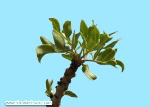 کمبود روی در درختان