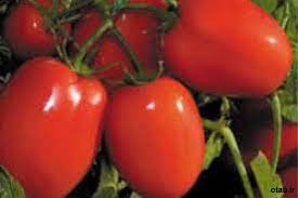 بذر گوجه سوپر ادونیس