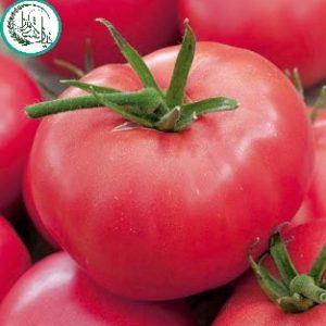 بذر گوجه هیبرید گلخانه