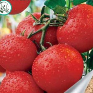 بذر گوجه هیبرید زوردرس